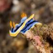 Talks, May 07, 2025, 05/07/2025, Learn about the Wild World of Sea Slugs & Their Toxic Defenses