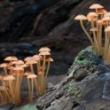 Partys, May 10, 2025, 05/10/2025, The Wonderful World of Fungi: Celebrating the Third Category of Life with Art, Film, and Nature