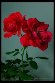 Workshops, June 09, 2025, 06/09/2025, Interactive Workshop on the Atomic-Era Rose Cultivar 'Atombombe'
