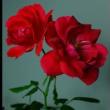Workshops, June 09, 2025, 06/09/2025, Interactive Workshop on the Atomic-Era Rose Cultivar 'Atombombe'