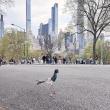 Birdwatchings, June 12, 2025, 06/12/2025, Special Bird Walk featuring Bird Sculpture Artist