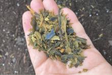 Workshops, July 26, 2025, 07/26/2025, Sea to Soil: Turn sugar kelp into soil gold