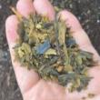 Workshops, July 26, 2025, 07/26/2025, Sea to Soil: Turn sugar kelp into soil gold