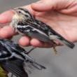 Birdwatchings, August 09, 2025, 08/09/2025, Explore Urban Birdlife