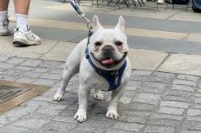 Festivals, September 13, 2025, 09/13/2025, Dog Parade & Social in the Park (Live Music, Food, Crafts, & More)