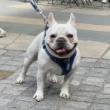 Festivals, September 13, 2025, 09/13/2025, Dog Parade & Social in the Park (Live Music, Food, Crafts, & More)