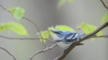 Discussions, September 24, 2025, 09/24/2025, NYC Climate Week: Conservation Betters Us