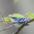 Discussions, September 24, 2025, 09/24/2025, NYC Climate Week: Conservation Betters Us
