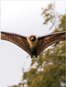 Talks, November 05, 2025, 11/05/2025, What Bats Reveal About Biodiversity Loss