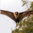 Talks, November 05, 2025, 11/05/2025, What Bats Reveal About Biodiversity Loss
