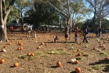 Festivals, October 12, 2025, 10/12/2025, Family Harvest Celebration in the Park (Pumpkin Picking, Arts & Crafts, & Live Music)