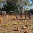 Festivals, October 12, 2025, 10/12/2025, Family Harvest Celebration in the Park (Pumpkin Picking, Arts & Crafts, & Live Music)