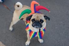 Fairs, October 19, 2025, 10/19/2025, Halloween Dog Costume Competition