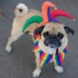 Fairs, October 19, 2025, 10/19/2025, Halloween Dog Costume Competition