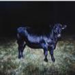 Gallery Talks, October 15, 2025, 10/15/2025, Art, Culture, and the Power of Image