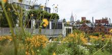 Lectures, October 15, 2025, 10/15/2025, Designing Resilient Urban Landscapes (Online!)&nbsp;