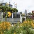 Lectures, October 15, 2025, 10/15/2025, Designing Resilient Urban Landscapes (Online!)&nbsp;