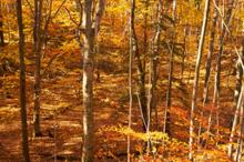 Park Walks, November 11, 2025, 11/11/2025, Central Park Autumn Photo Walk