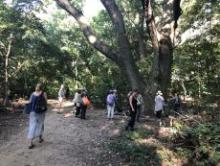 Park Walks, November 21, 2025, 11/21/2025, Forest Bathing - A Guided Mindful Nature Exploration