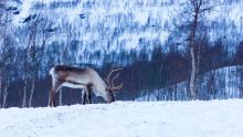 Talks, January 07, 2026, 01/07/2026, Surviving the Arctic&rsquo;s New Climate: Science and S&aacute;mi Reindeer Knowledge