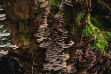 Discussions, January 28, 2026, 01/28/2026, Experts Reflect on the "New Enlightenment" of the Anthropocene Era