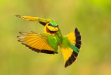 Talks, February 18, 2026, 02/18/2026, Bird Photographer&nbsp;Discusses His Craft