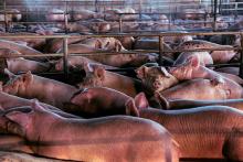 Discussions, February 06, 2026, 02/06/2026, The Future of Food Systems: Animal Welfare, Public Health, & Environment (In Person AND Online!)