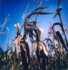 Opening Receptions, February 05, 2026, 02/05/2026, Photography & Printmaking: Polaroid Works and Lithographs