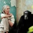 Discussions, March 25, 2026, 03/25/2026, Discover Jane Goodall's (the legendary primatologist known as "the chimp whisperer") Legacy with Experts (In Person AND Online!)