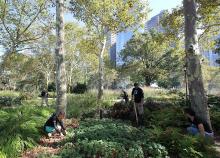 Workshops, March 21, 2026, 03/21/2026, Spring Revival: Volunteer Community Garden Cutback