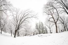 Park Walks, March 04, 2026, 03/04/2026, Winter Photo Walk through Central Park