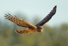 Workshops, April 22, 2026, 04/22/2026, Learn about Bird Photography