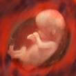 Lectures, April 02, 2026, 04/02/2026, Explore the World of the Human Embryo