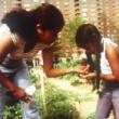 Screenings, April 29, 2026, 04/29/2026, Green Streets (1989): Acclaimed Documentary of NYC Community Gardens (+ FIlmmaker Discussion)