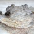 Opening Receptions, May 14, 2026, 05/14/2026, Terrains of Sound, Light, and Form: Multi-Artist Exhibition Exploring Ecosystems & Lifeforms