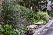 Park Walks, June 08, 2026, 06/08/2026, Discover Local Horticulture in the Park
