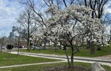 Park Walks, June 13, 2026, 06/13/2026, Get to Know the Trees of NYC&nbsp;