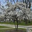 Park Walks, June 13, 2026, 06/13/2026, Get to Know the Trees of NYC&nbsp;