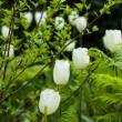 Lectures, June 05, 2026, 06/05/2026, NY Botanic Garden Ecologist Gives Nature Talk on Local Wildlife