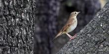 Birdwatchings, May 27, 2026, 05/27/2026, Experienced Naturalist Leads Migratory Bird Walk
