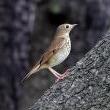 Birdwatchings, May 27, 2026, 05/27/2026, Experienced Naturalist Leads Migratory Bird Walk