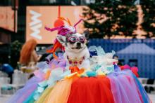 Festivals, June 06, 2026, 06/06/2026, Puppy Pride Fest: Dog Runway Catwalk, Crafts, & More