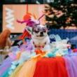 Festivals, June 06, 2026, 06/06/2026, Puppy Pride Fest: Dog Runway Catwalk, Crafts, & More
