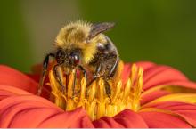 Workshops, July 14, 2026, 07/14/2026, Enter the World of Macro Photography: Learn about Technique, Technology, & More