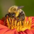 Workshops, July 14, 2026, 07/14/2026, Enter the World of Macro Photography: Learn about Technique, Technology, & More
