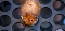 Workshops, July 22, 2026, 07/22/2026, Late Night Bat-Watching in the Park Led by Experts