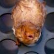 Workshops, July 22, 2026, 07/22/2026, Late Night Bat-Watching in the Park Led by Experts