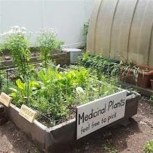 Workshops, July 26, 2026, 07/26/2026, Medicinal Garden Growing: Drink Herbal Tea & Learn about Traditional & Scientific Plant Uses