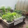 Workshops, July 26, 2026, 07/26/2026, Medicinal Garden Growing: Drink Herbal Tea & Learn about Traditional & Scientific Plant Uses