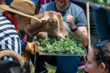 Partys, July 18, 2026, 07/18/2026, The Great Goat Graze-Off: Professional Eating Contest Between Goats